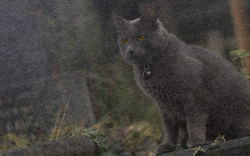 Stray cat